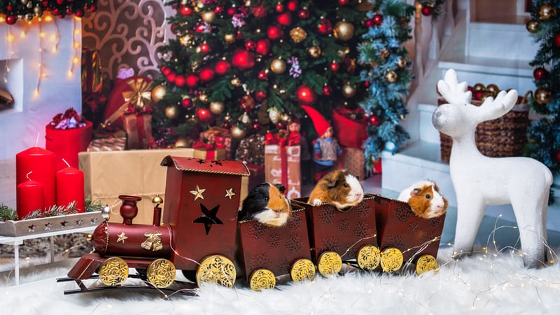 2022 Singing Christmas Tree December 14 Christmas Days Out & Events Near You 2021 | Day Out With The Kids