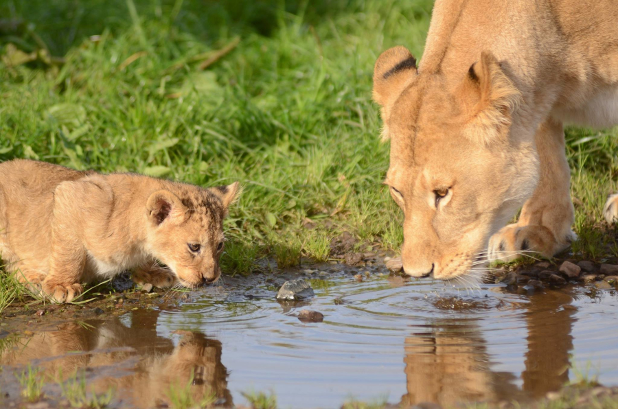 safari park near me safari park near me