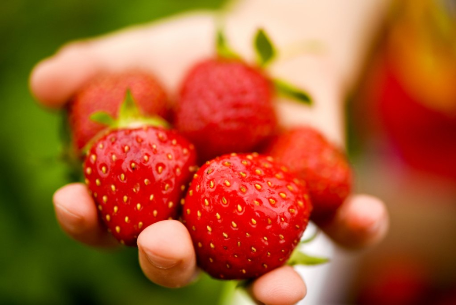 10 Best Places for Strawberry Picking Near You | Day Out ...