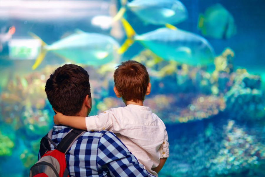 The Best Aquariums in the UK Day Out With The Kids