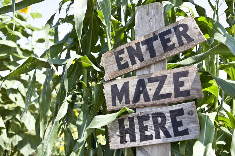 10 Maize Mazes near you in the UK Day Out With The Kids