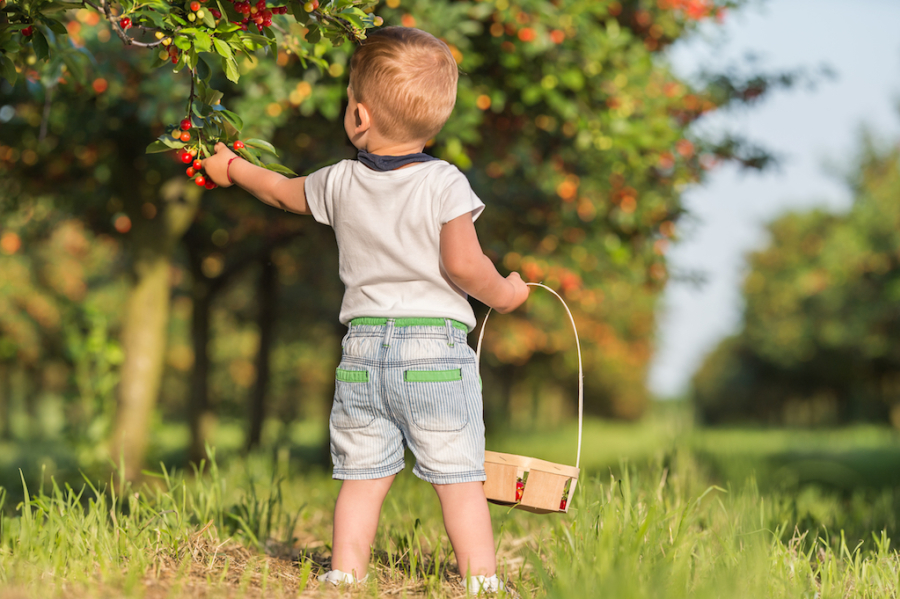 Pick Your Own Fruit Near Me in the UK Day Out With The Kids
