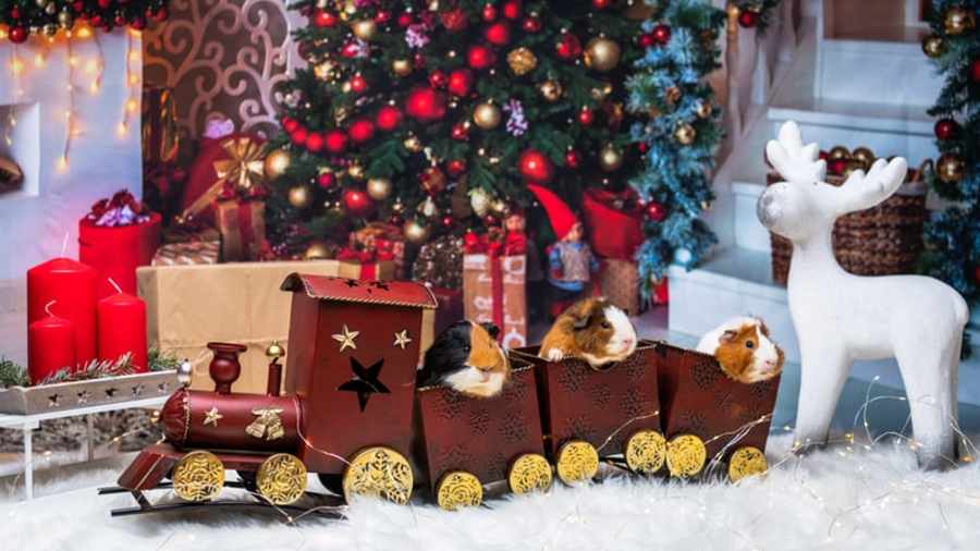 Best Christmas Activities For Christmas 2022 Near Me Christmas Days Out & Events Near You 2021 | Day Out With The Kids